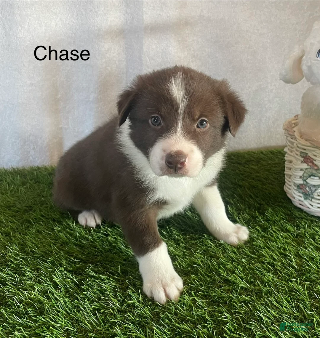 Border Collie dogs for sale: Border Collie Puppy 2 Chase - Ad 1