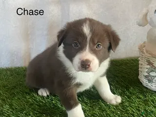 Border Collie dogs for sale: Border Collie Puppy 2 Chase - Ad 1