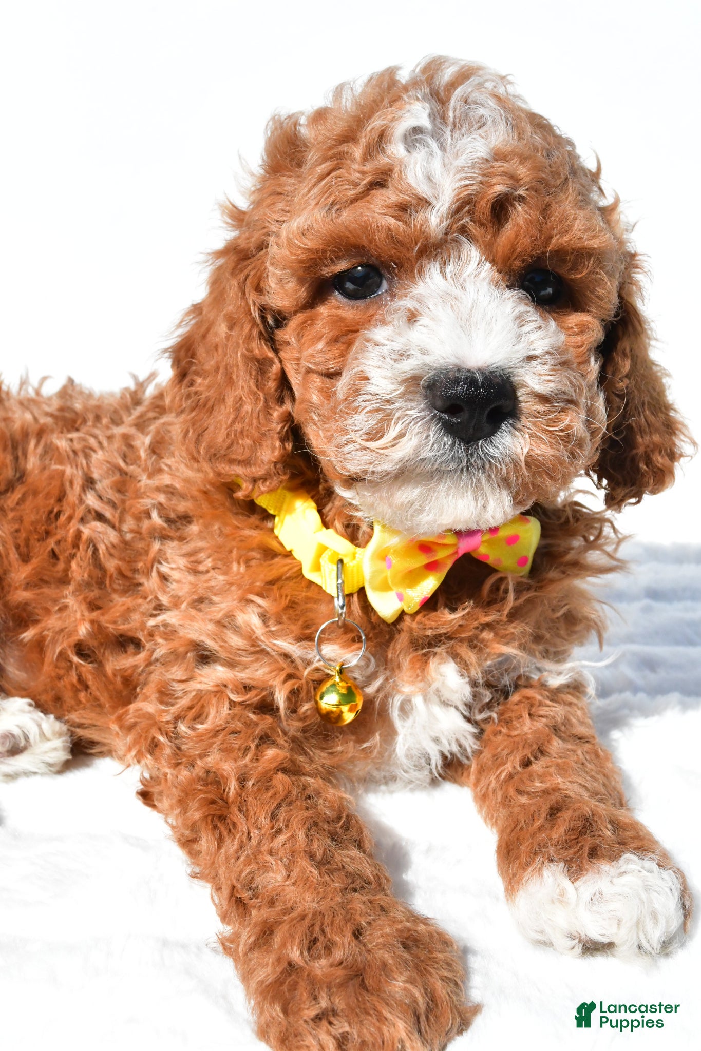 Miniature Poodle dogs for sale: Sheldon - Ad 5