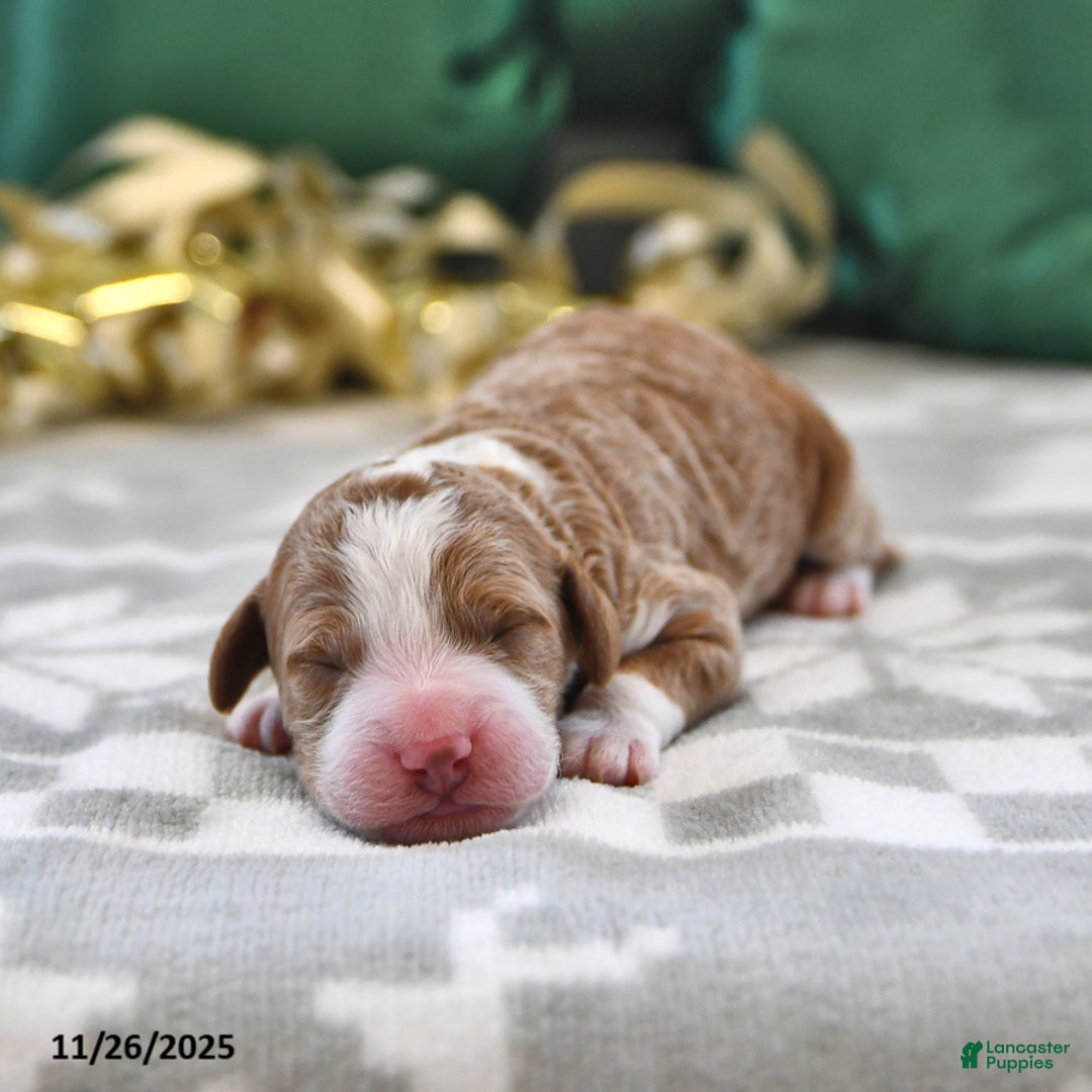 Mini Goldendoodle dogs for sale: Felix - Ad 2