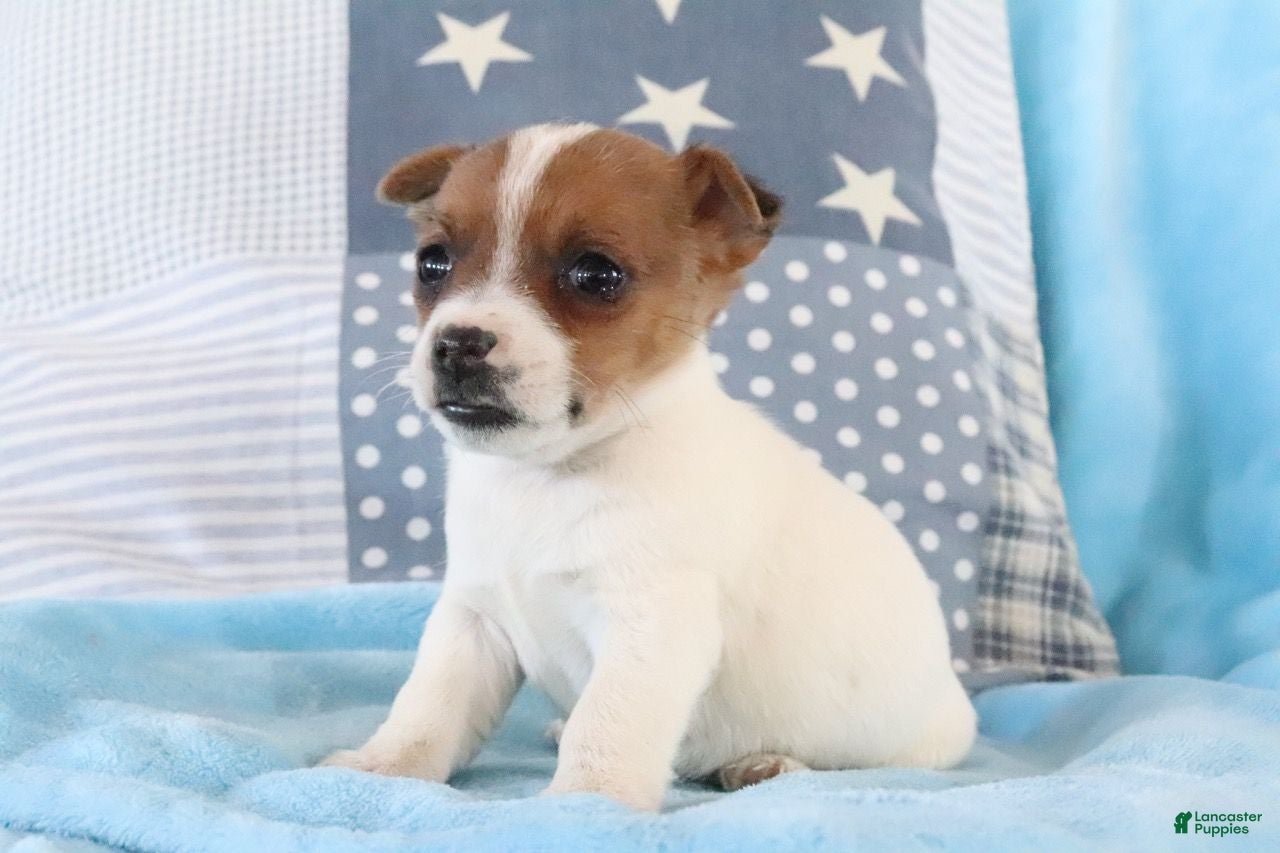 Jack Russell Terrier dogs Sally - Ad 8