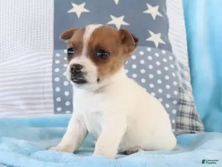 Jack Russell Terrier dogs Sally - Ad 40