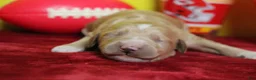 Goldendoodle dogs for sale: S'mores  - Ad 4