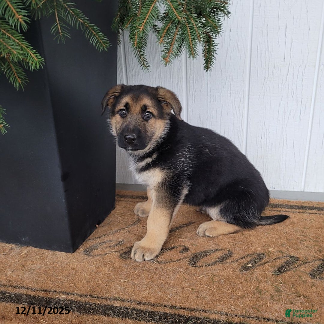 German Shepherd dogs for sale: Max - Ad 3