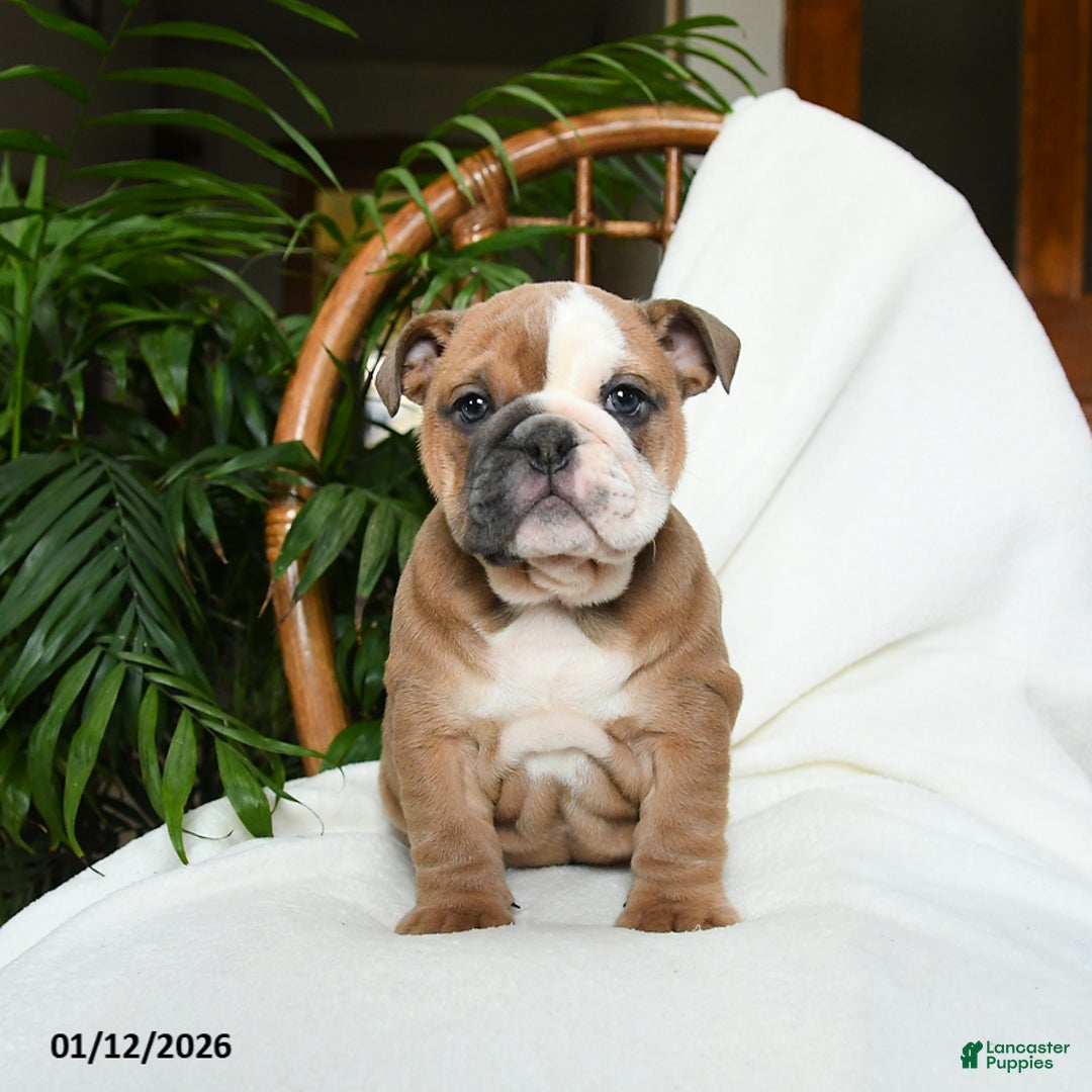 English Bulldog dogs for sale: Meadow - Ad 3