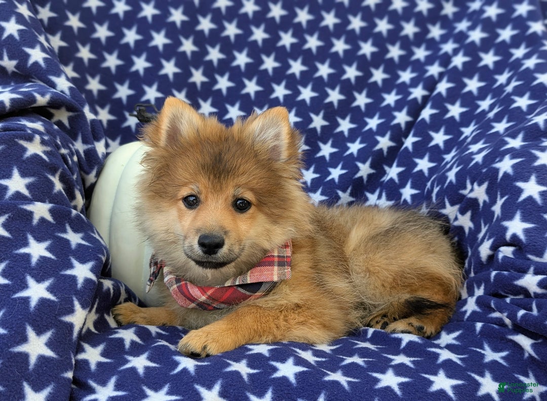 Pomeranian dogs for sale: MacDuff Genetic Testing 9 lbs Full Grown - Ad 4