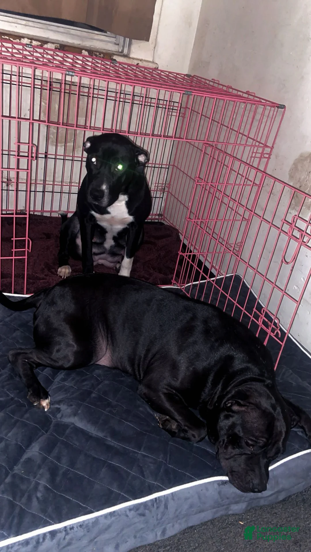 Mixed Breed dogs for sale: Mixed Breed Puppy 2 - Ad 2