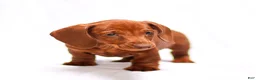 Miniature Dachshund dogs for sale: Willow - Ad 10