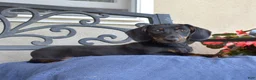 Miniature Dachshund dogs for sale: Checkers - Ad 5