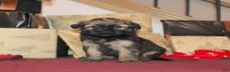 Whoodle dogs for sale: Lila - Ad 1