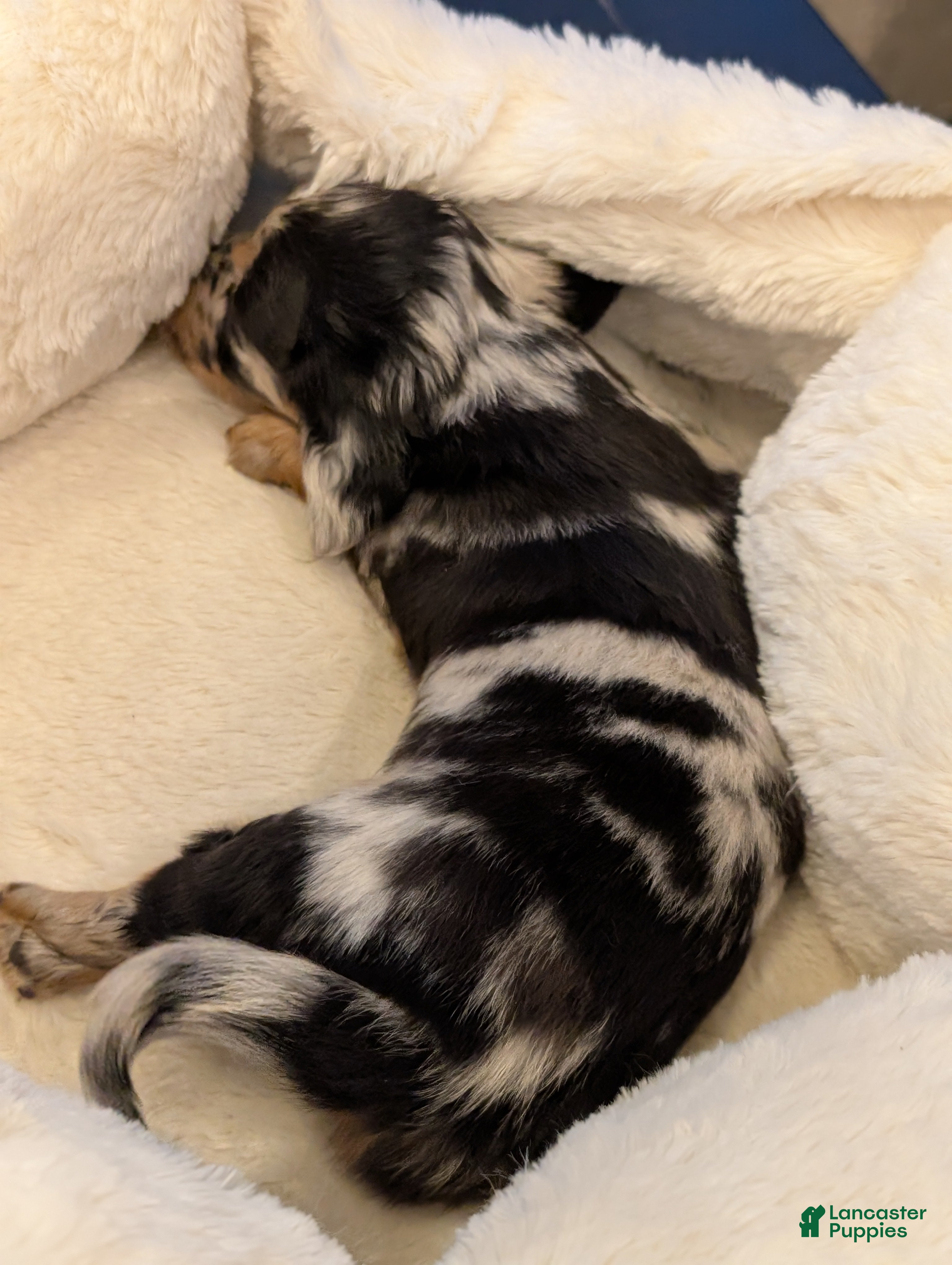 Miniature Dachshund dogs Oreo - Ad 2