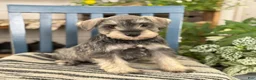 Miniature Schnauzer dogs for sale: Lilly - Ad 1