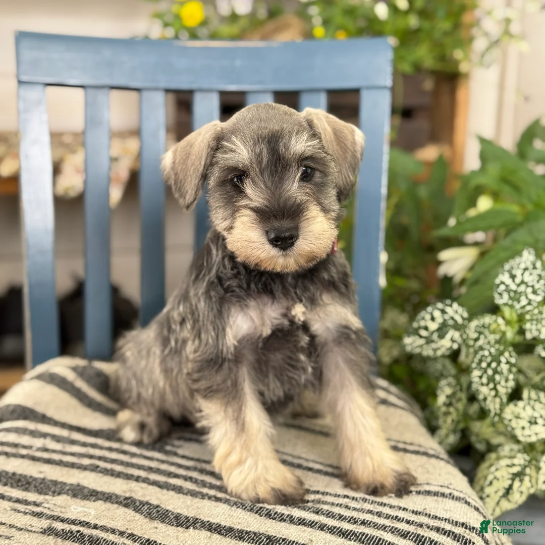Miniature Schnauzer dogs for sale: Lilly - Ad 1