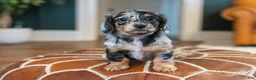 Miniature Dachshund dogs for sale: Pippa - Ad 11