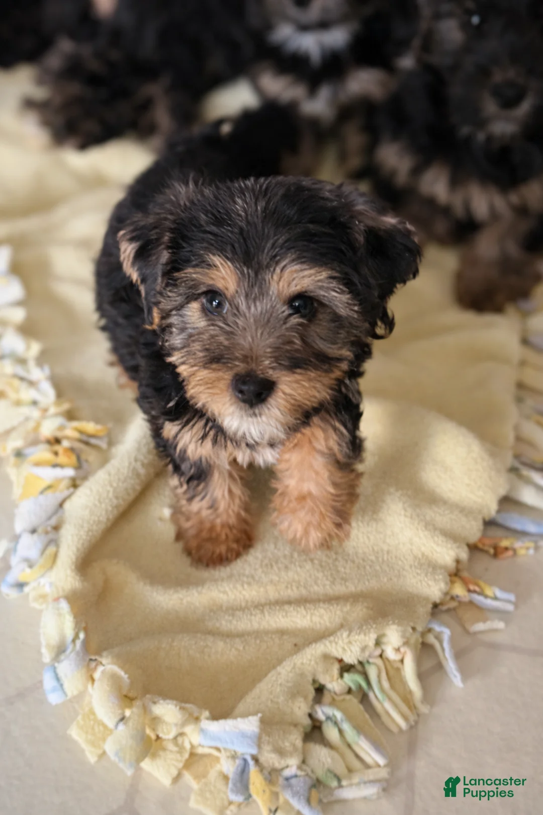 Mixed Breed dogs for sale: Mixed Breed Puppy 3 - Ad 2