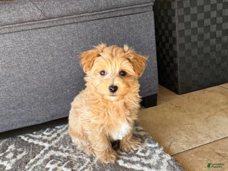 Maltipoo dogs Gordie - Ad 38