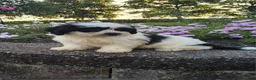Teddy Bear dogs for sale: Connie - Ad 4