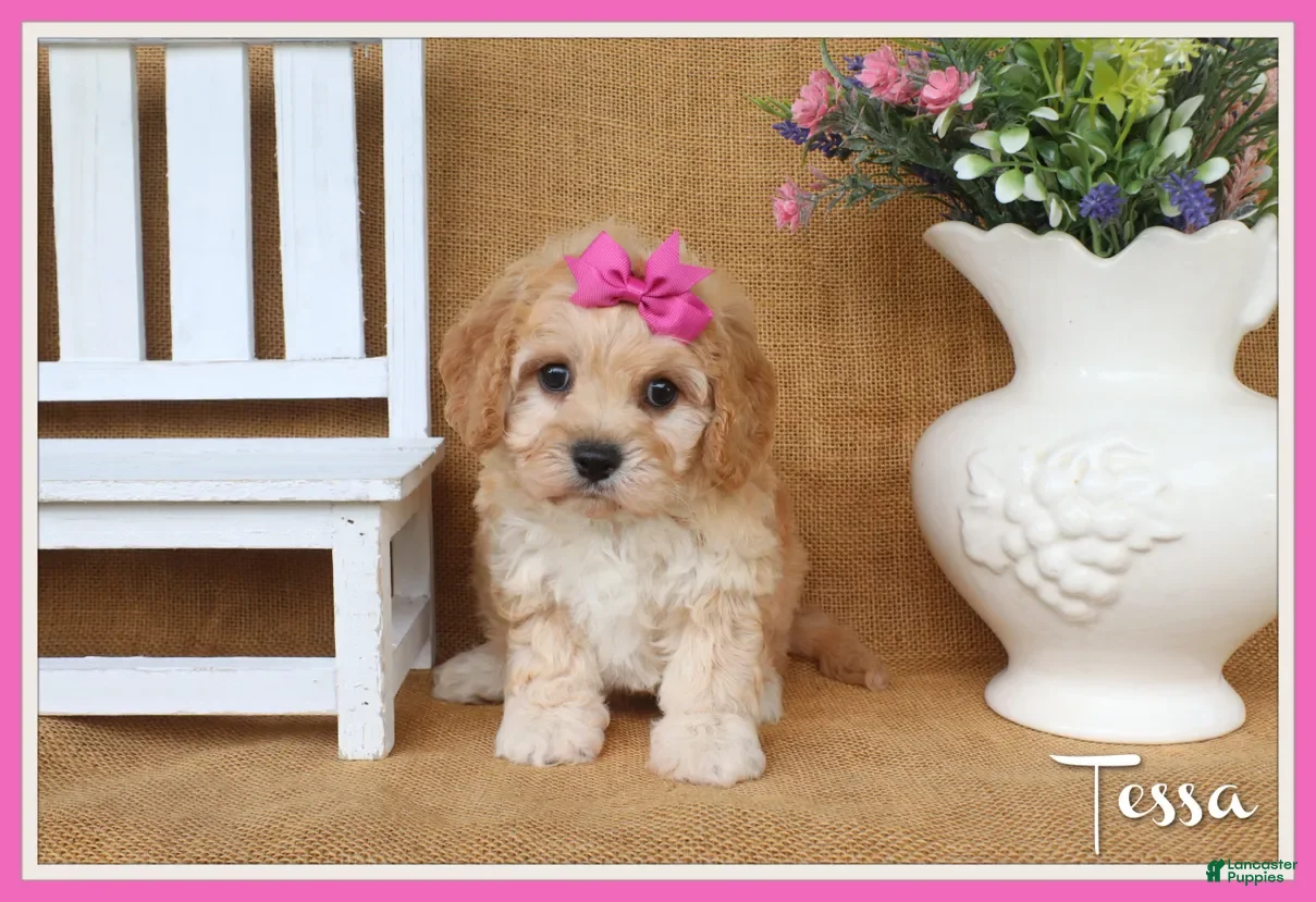 Cavachon dogs Tessa - Ad 1
