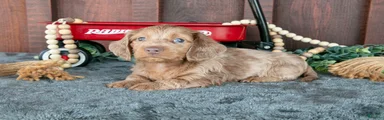 Coaly