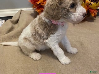 Miniature Labradoodle dogs - Ad 4