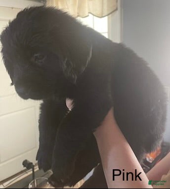 Newfoundland dogs Newfoundland Puppy 2 - Ad 41