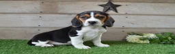 Beagle dogs for sale: Billy The Kid - Ad 1
