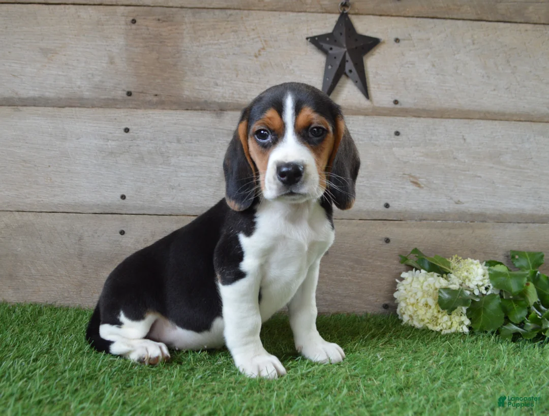 Beagle dogs for sale: Billy The Kid - Ad 1