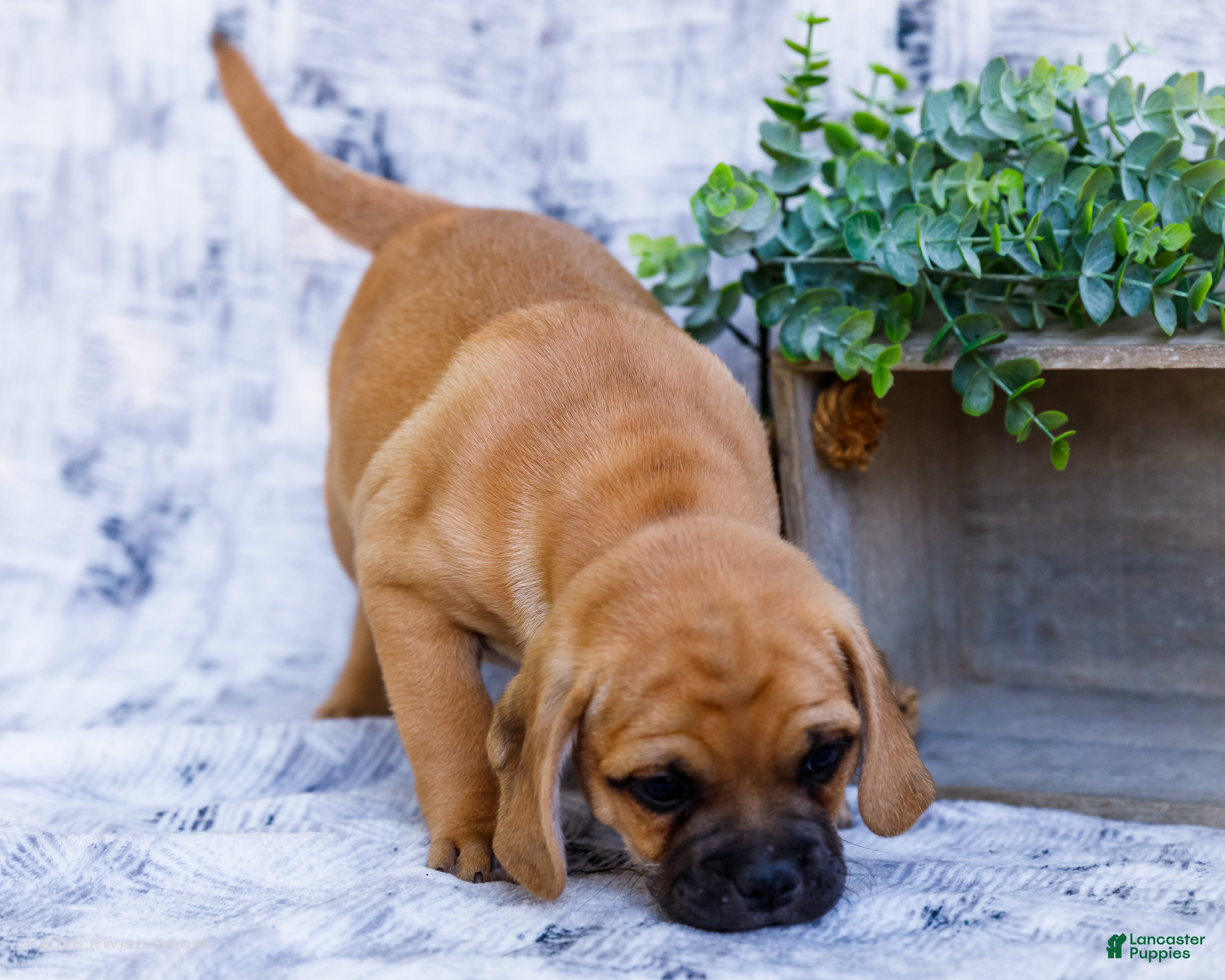 Puggle dogs Billy - Ad 2