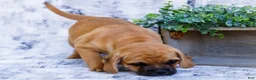Puggle dogs for sale: Billy - Ad 2
