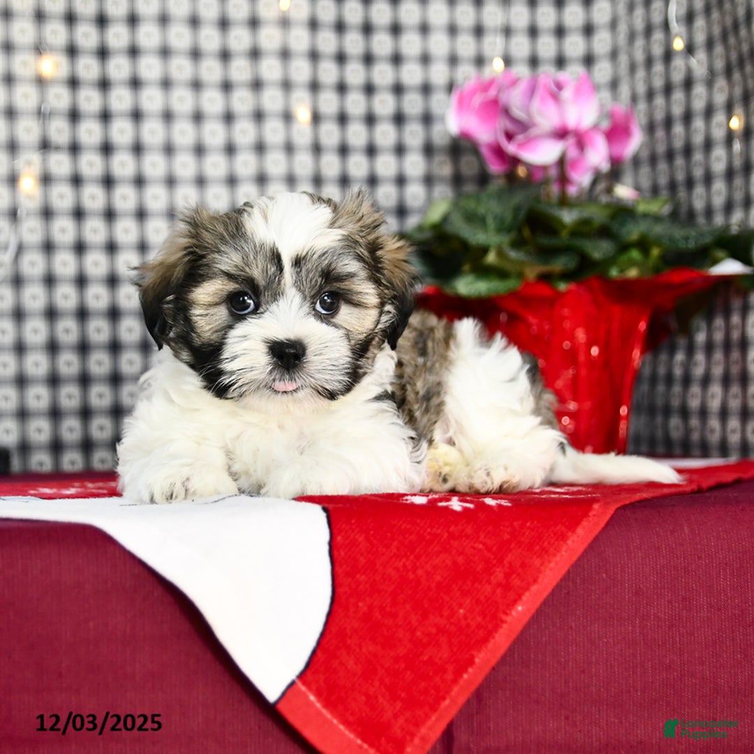 Malshi dogs for sale: Fuzz  - Ad 3