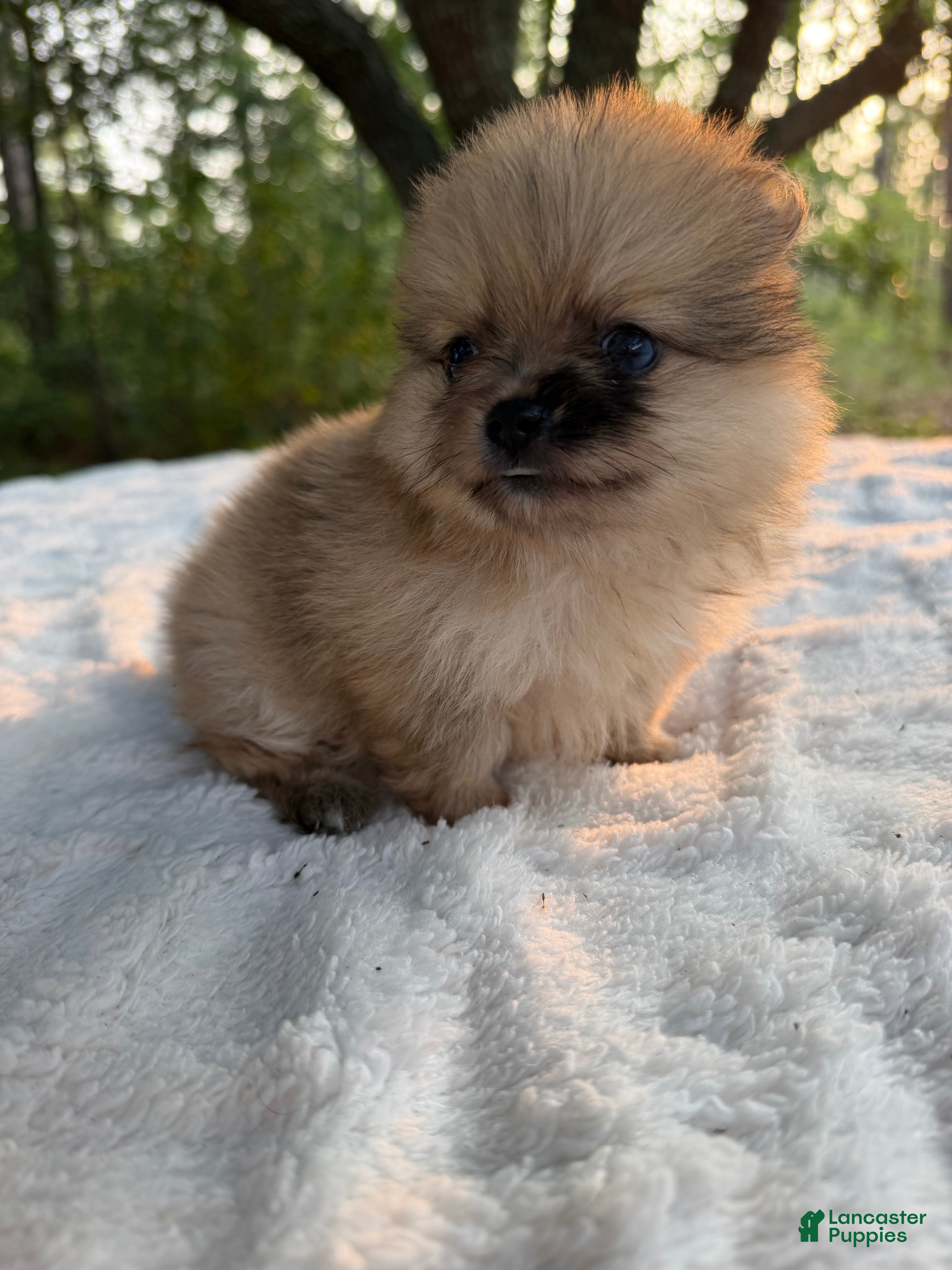 Pomeranian dogs Duchess - Ad 2