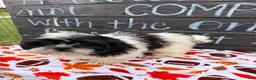 Shih Tzu dogs for sale: Shane Shih Tzu  - Ad 8
