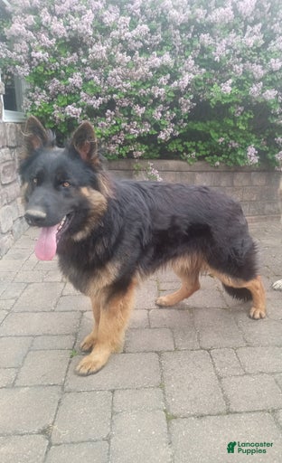 Gallery Image {{count}}