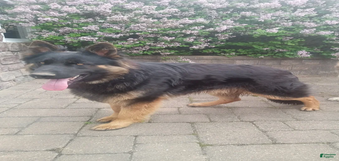 Gallery Image {{count}}