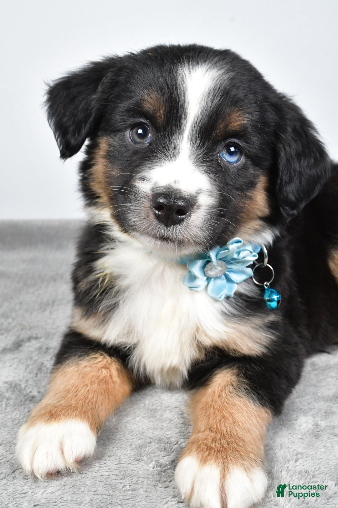 Miniature Australian Shepherd dogs for sale: Rhoda - Ad 8