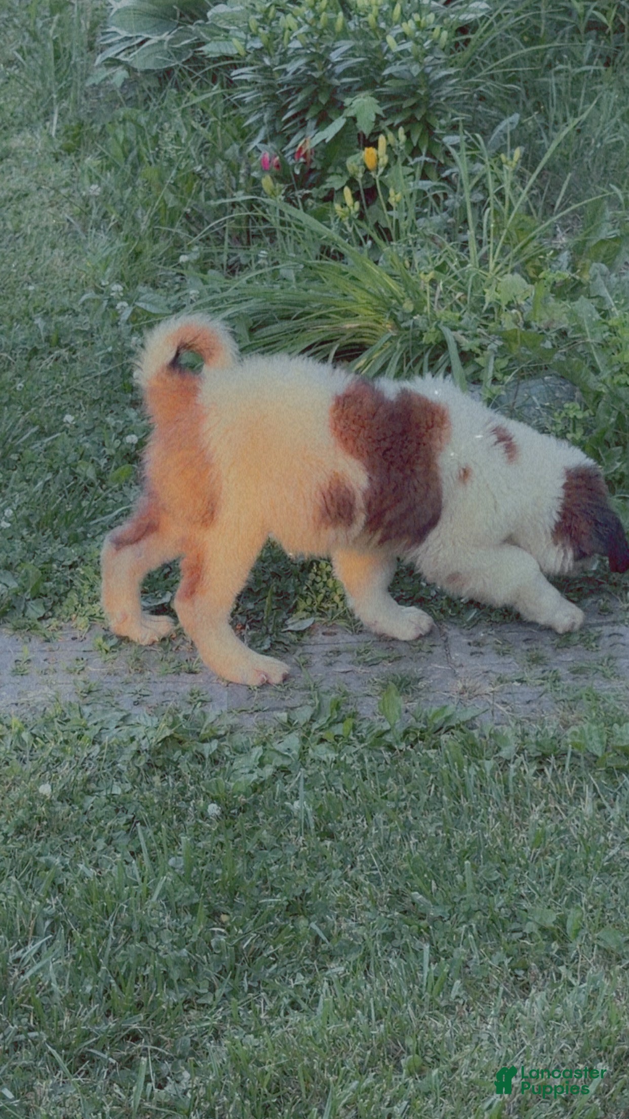 Saint Bernard dogs Saint Bernard 2 - Ad 21