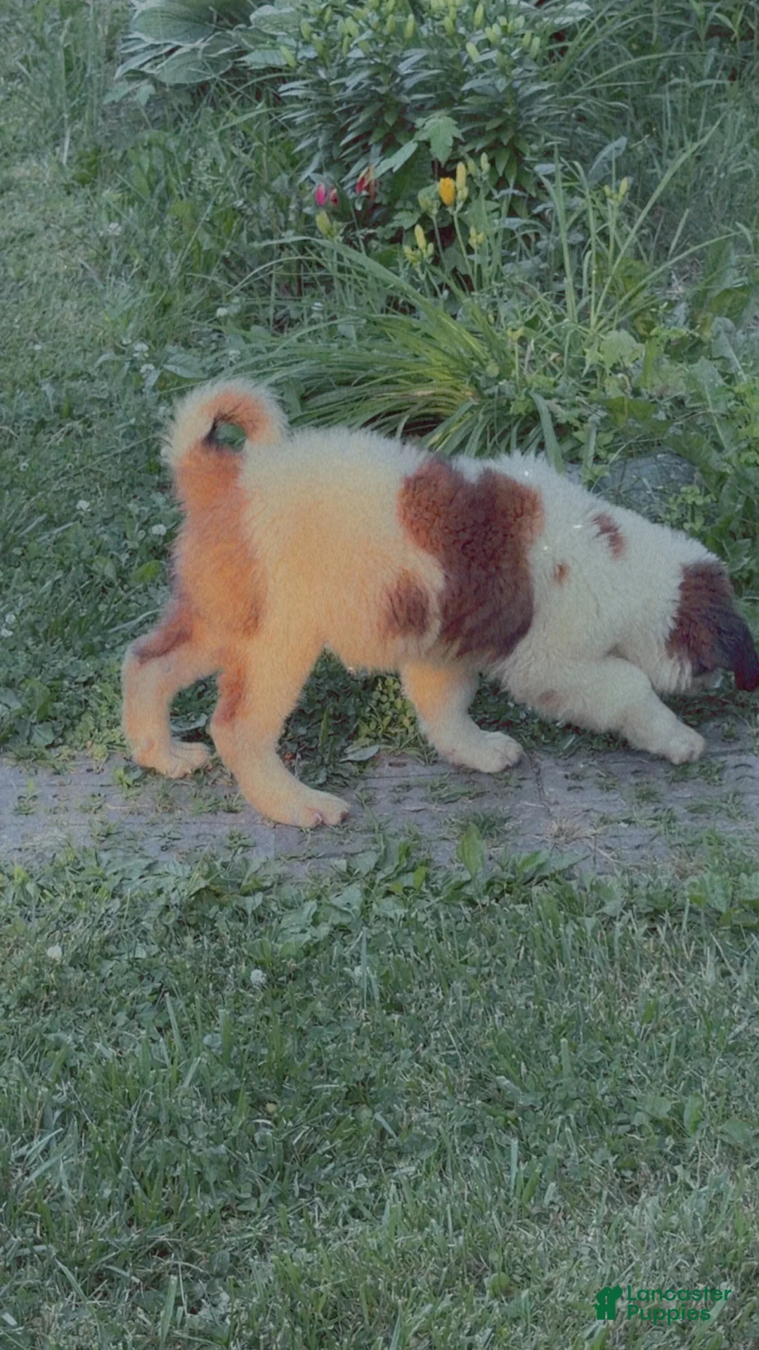 Saint Bernard dogs for sale: Saint Bernard 2 - Ad 1