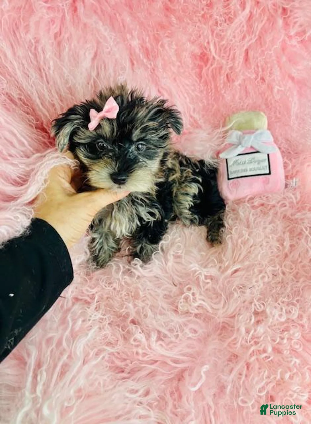 Biewer Terrier dogs for sale: Biewer Terrier Puppy 1 - Ad 5