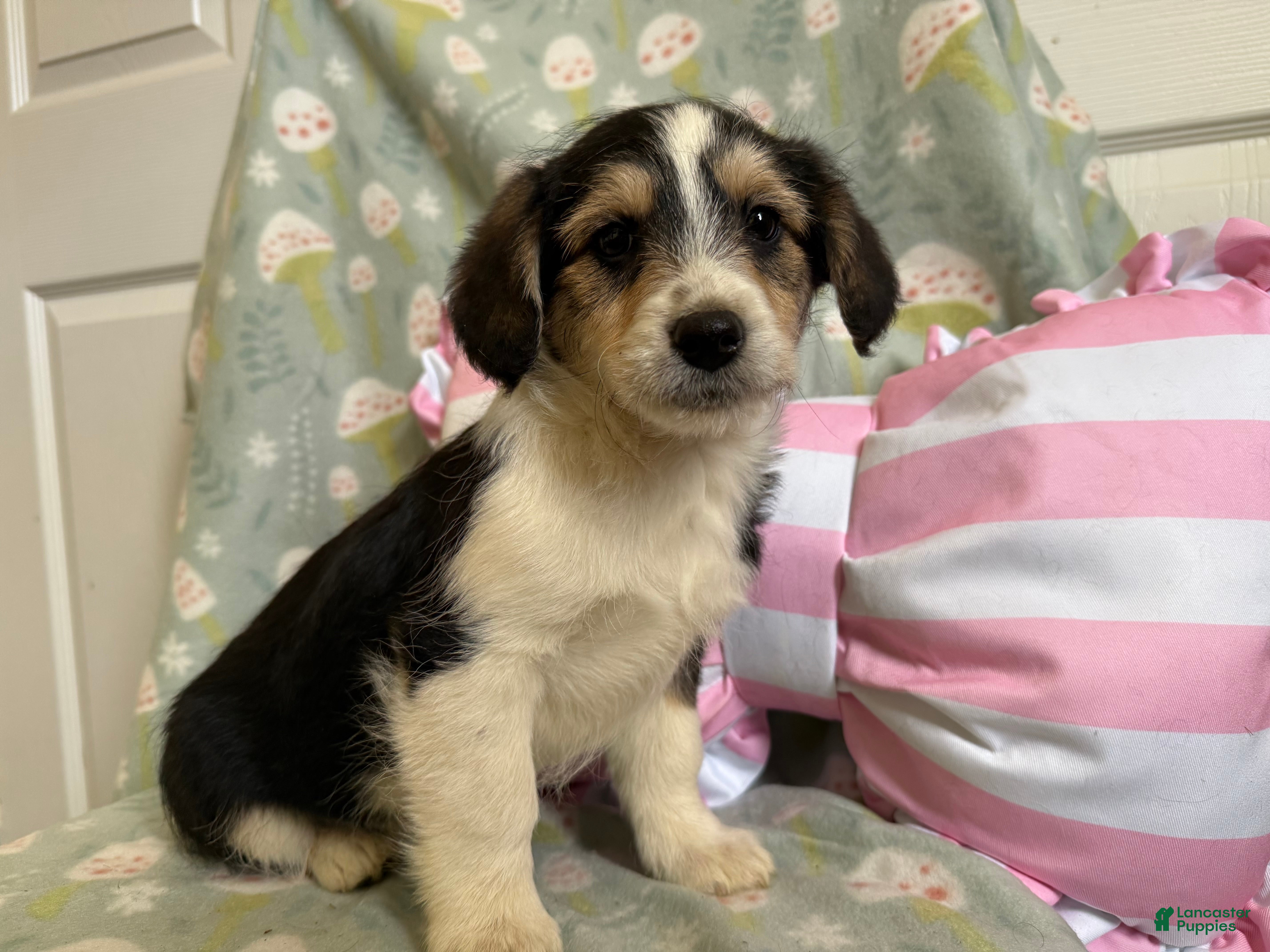 Mixed Breed dogs Eros - Ad 1