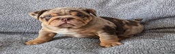 English Bulldog dogs for sale: Earl - Ad 1