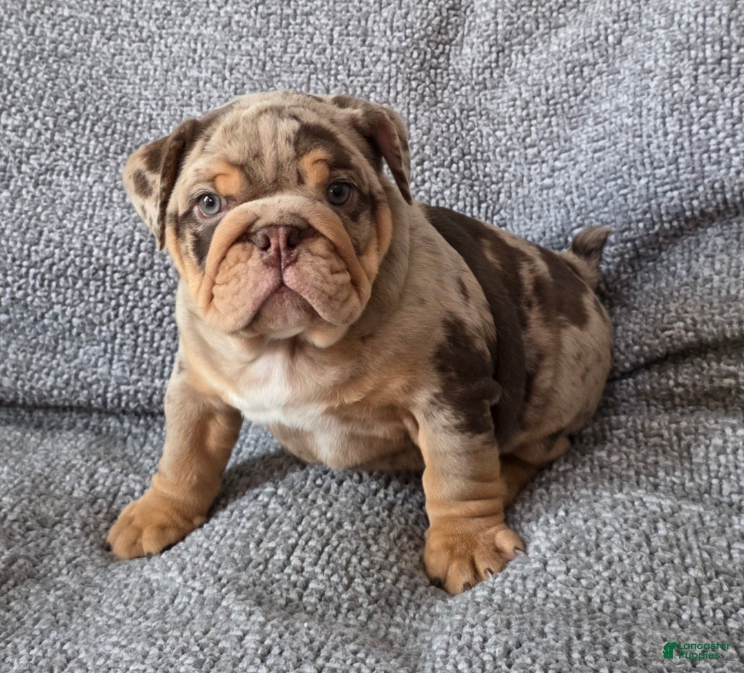 English Bulldog dogs for sale: Earl - Ad 1