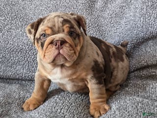 English Bulldog dogs Earl - Ad 42