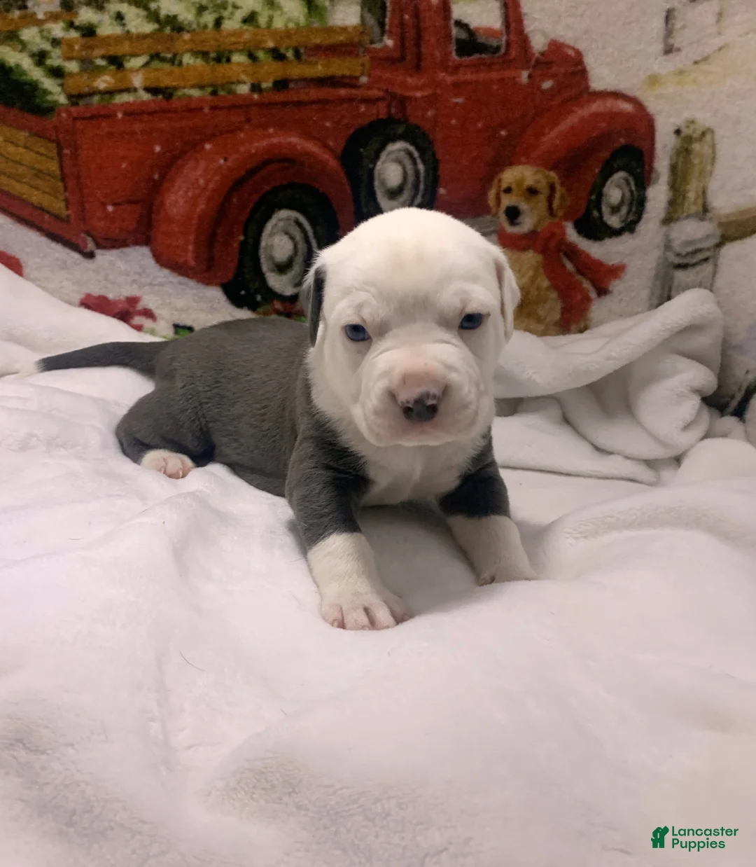 Mixed Breed dogs for sale: Mambo - Ad 13