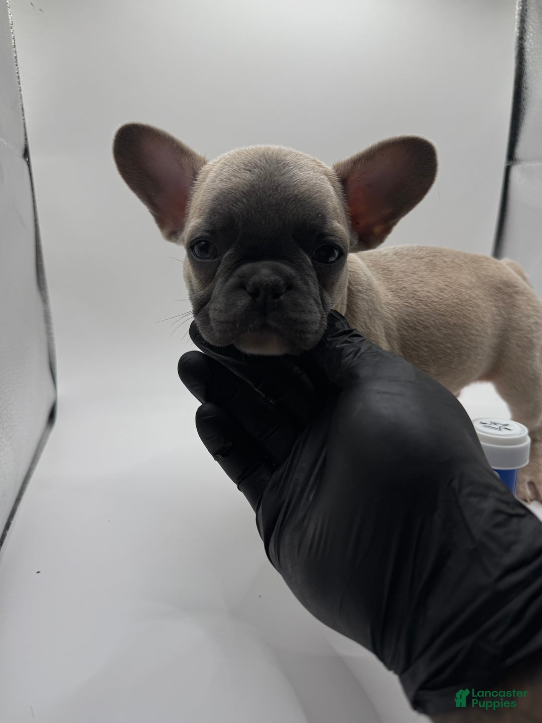 French Bulldog dogs for sale: Pluto - Ad 1
