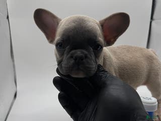 French Bulldog dogs Pluto - Ad 40