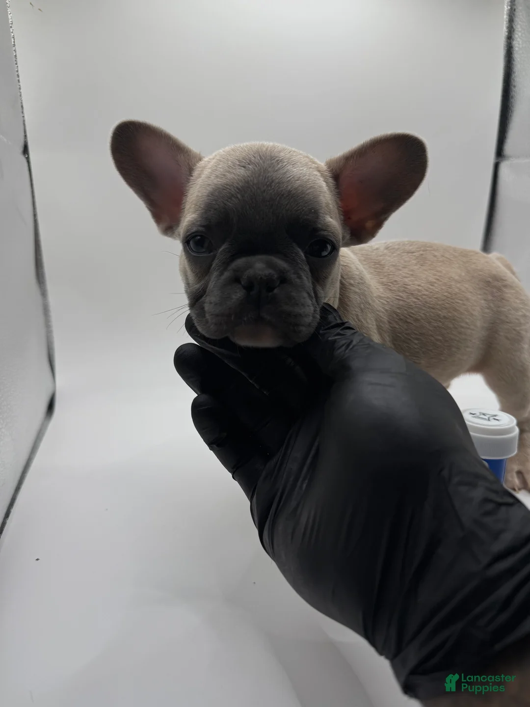 French Bulldog dogs for sale: Pluto - Ad 1