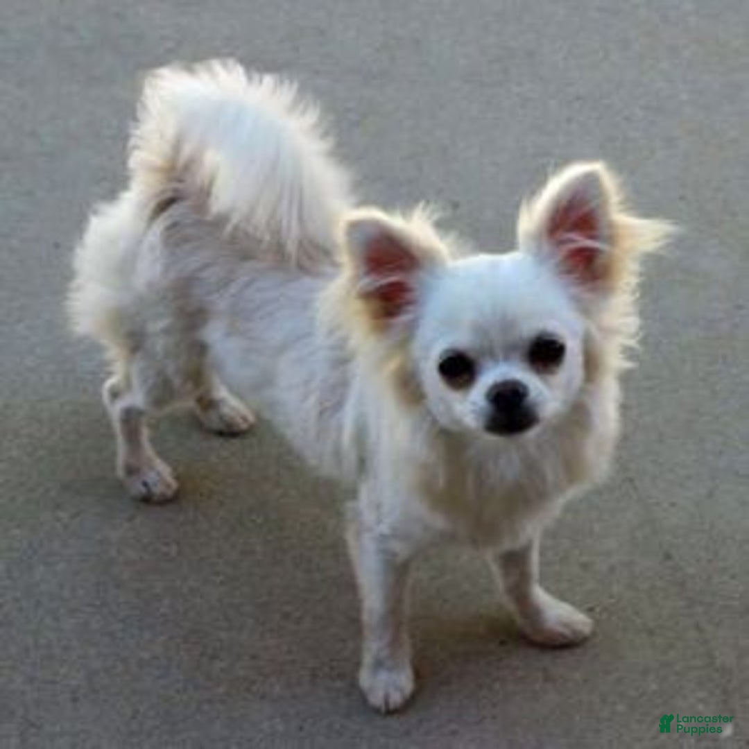 Chihuahua dogs for sale: Full AKC Adult  Russian Male  - Ad 11
