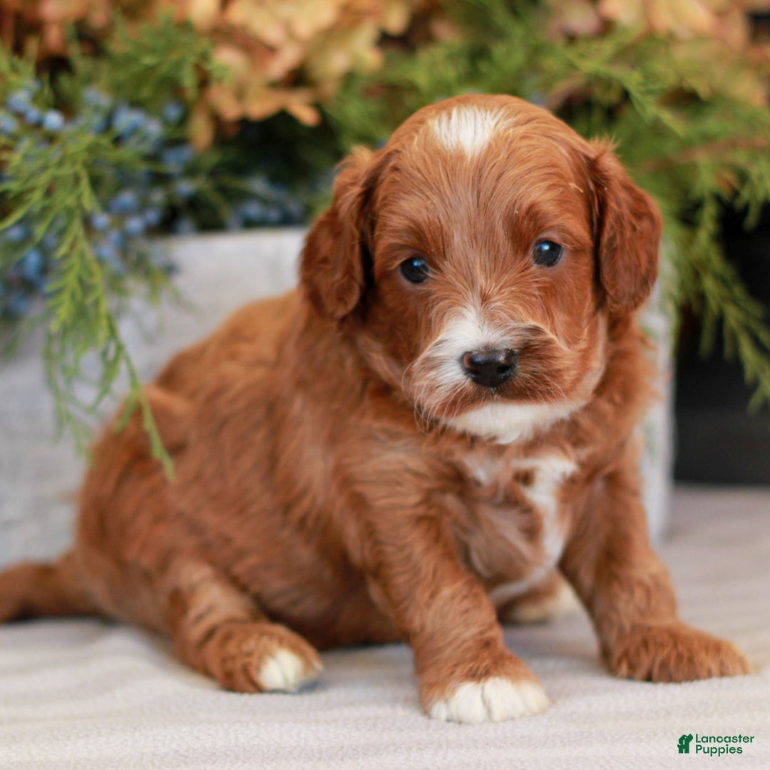 Cavapoo dogs for sale: Milo  - Ad 2