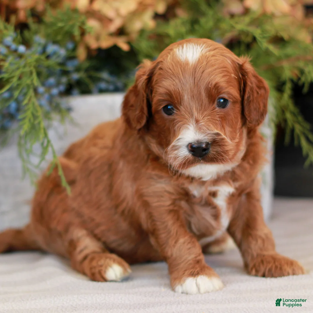 Cavapoo dogs for sale: Milo  - Ad 3