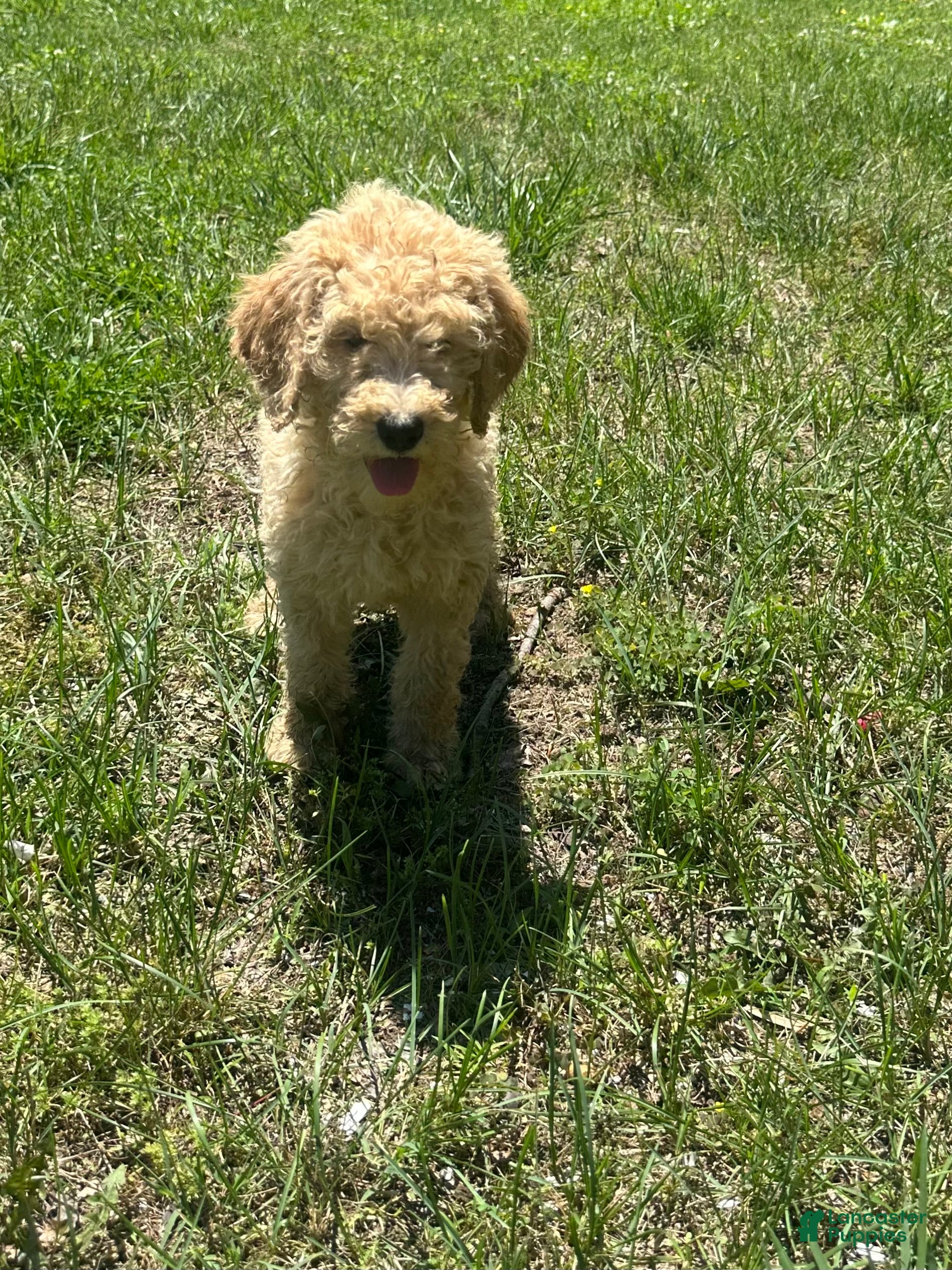 Goldendoodle dogs Strawberry - Ad 16